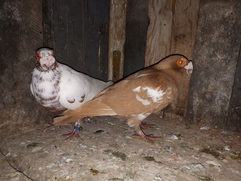  - J _ carunculați 2020