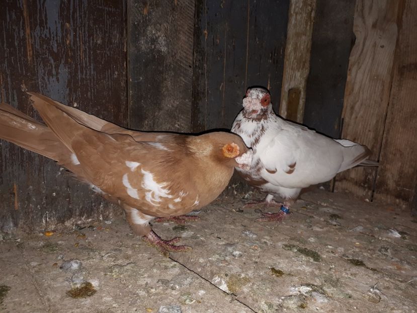  - J _ carunculați 2020