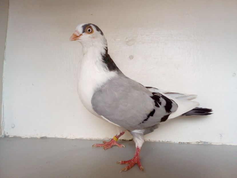  - jucatori de galati pe albastru