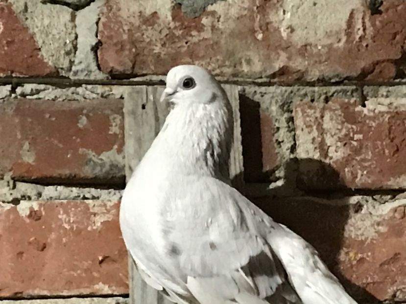 8826A02A-DEF5-4939-AC87-47CDC1D53E89 - Zburători Argintii