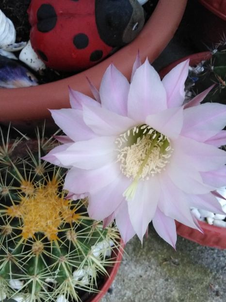  - suculente si cactusi