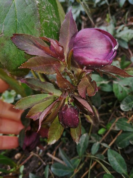  - Spânz helleborus 2020