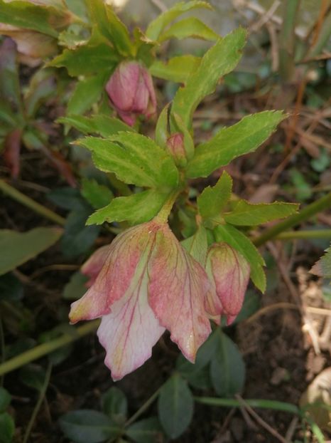  - Spânz helleborus 2020