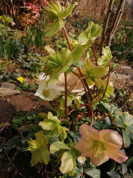  - Spânz helleborus 2020