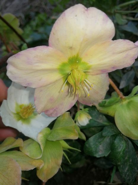  - Spânz helleborus 2020