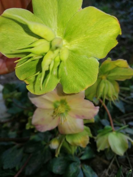  - Spânz helleborus 2020