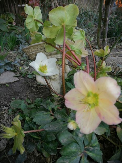  - Spânz helleborus 2020