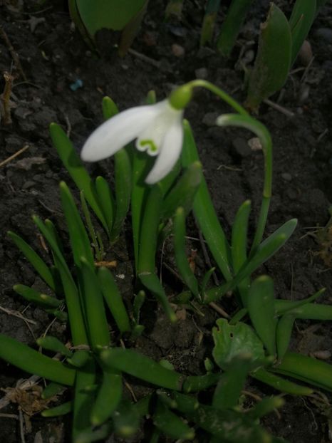 Ghiocel de munte - Ianuarie _februarie 2020-2022