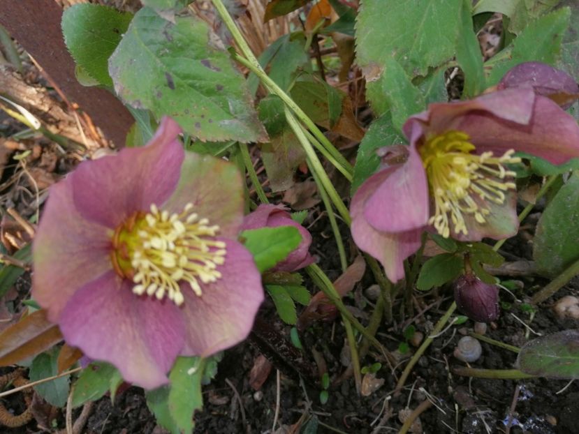  - Ianuarie _februarie 2020-2022