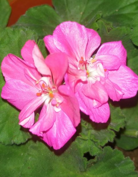 Butas - Muscate 2020