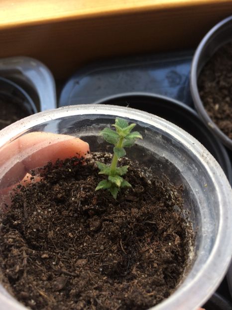 Mulțumesc ❤️ RF’s - 1 Monique