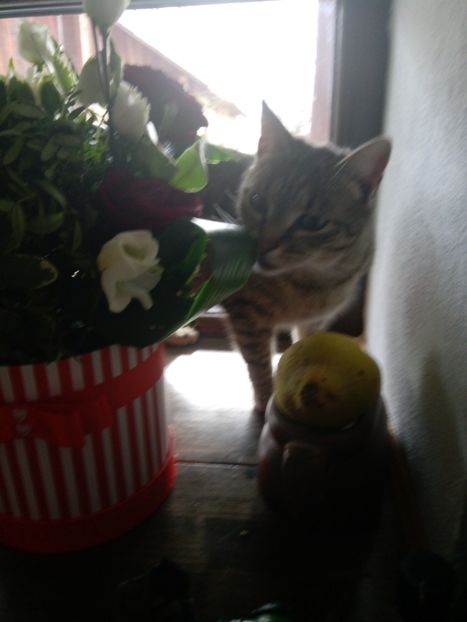 22.02.2020 - Micile mele feline 2020