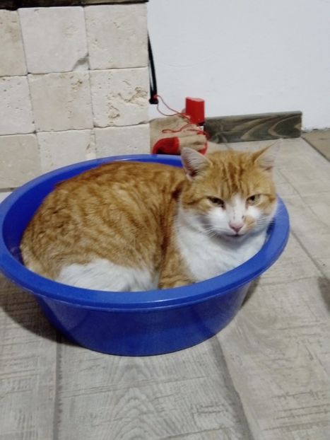 Porto la lighean...)) - Micile mele feline 2020