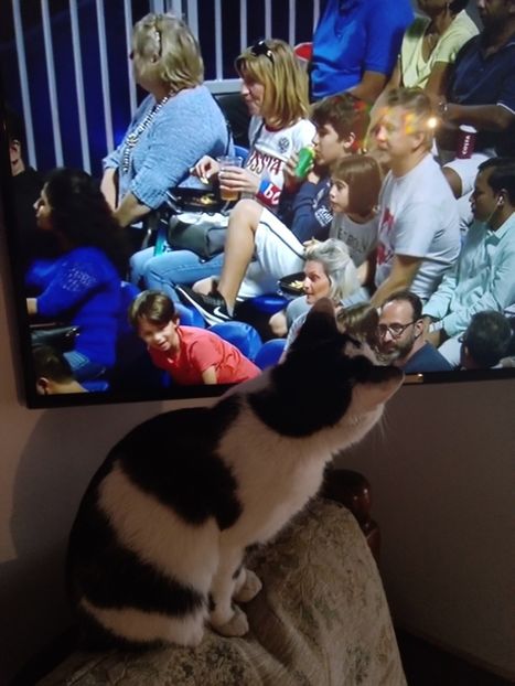 Rabitz la tenis - Micile mele feline 2020