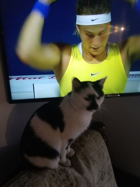 Rabitz la tenis..)) - Micile mele feline 2020