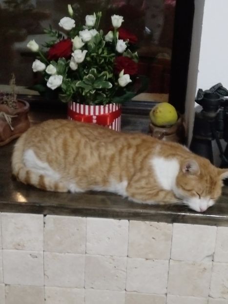 Porto face nanitza..)) - Micile mele feline 2020