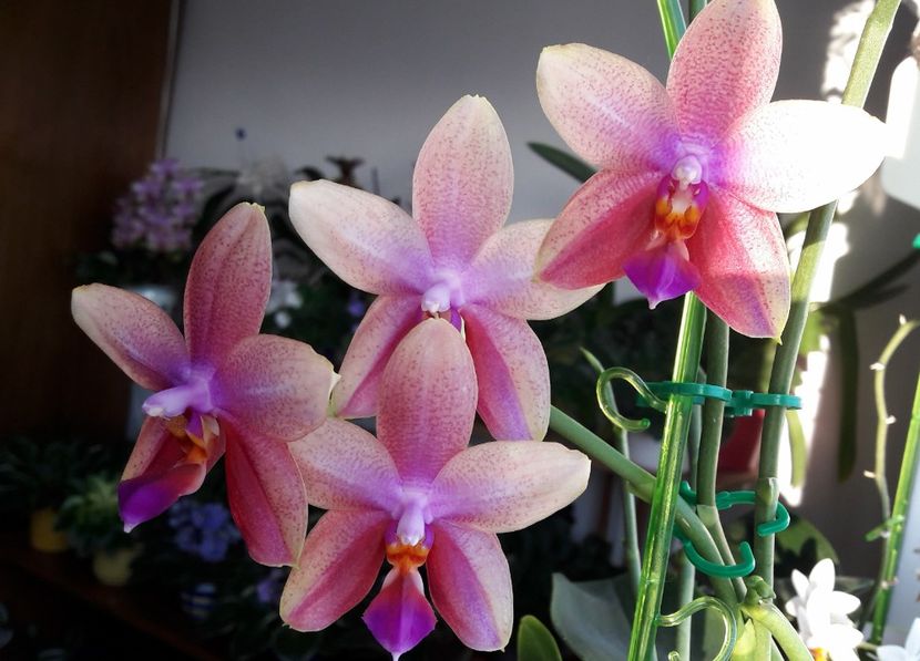  - Orhideele mele