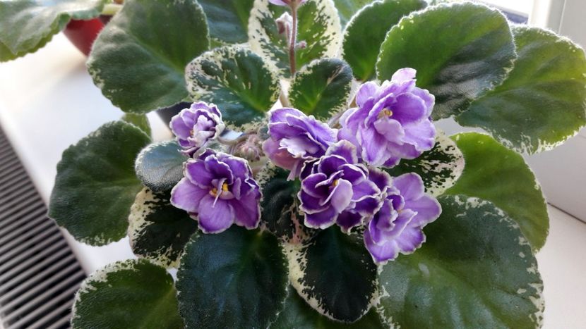  - Buckeye Sarsparilla