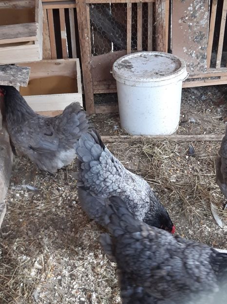  - Australorp albastru