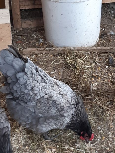  - Australorp albastru