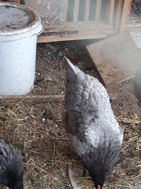  - Australorp albastru