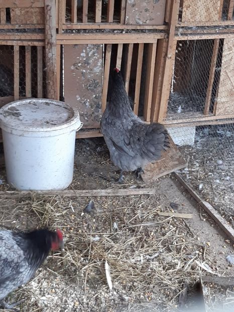  - Australorp albastru