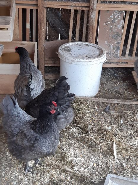  - Australorp albastru