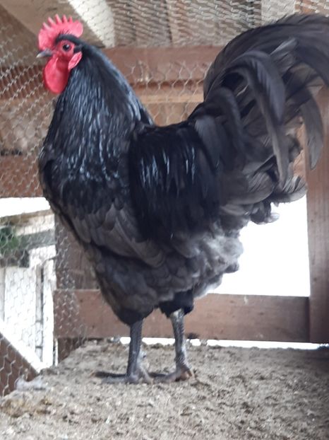  - Australorp albastru