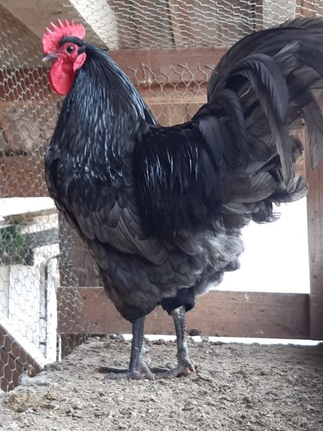 - Australorp albastru
