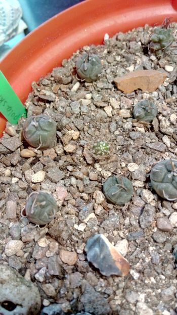 T. jauernigii - Turbinicarpus