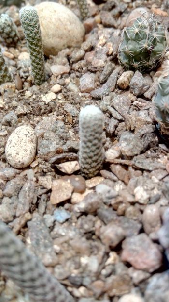 T. Krainzianus ssp. minimums - Turbinicarpus