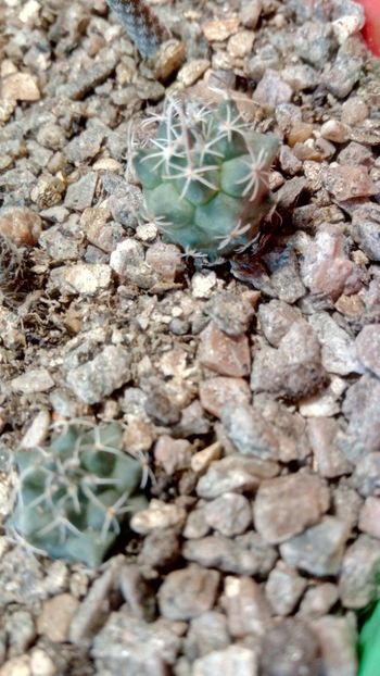 T. bonatzii - Turbinicarpus