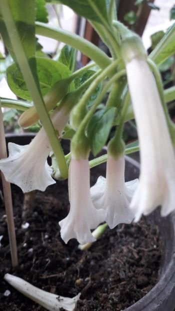  - Iochroma Interspecific White Knight