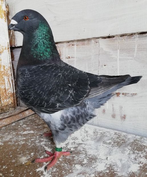 F 2019 - Porumbei americani 2018