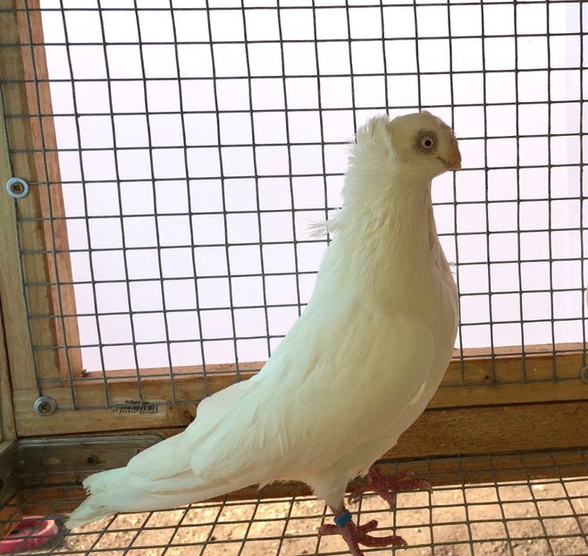 7143  mascul  2018 - 00001 porumbei dragi mie arhivă