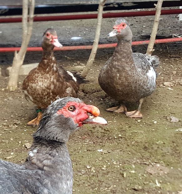 Familia - 0001 rate lesesti matca 2020 lot 2