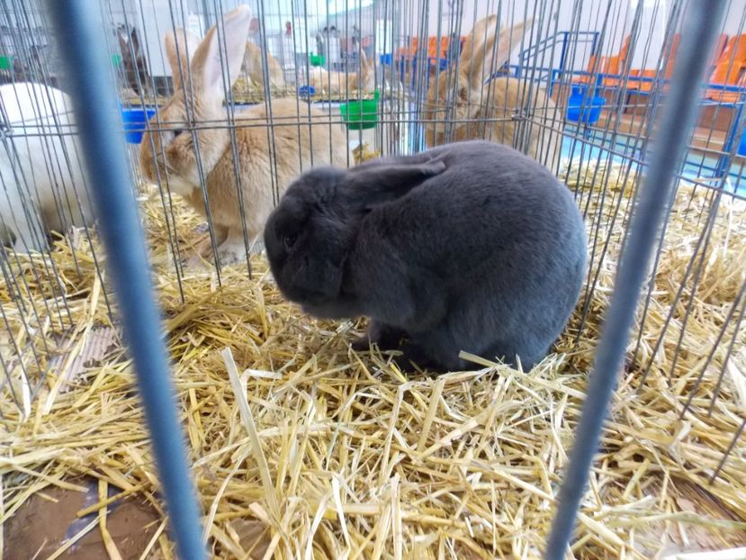  - EXPO-2020-TARA FAGARASULUI BRASOV