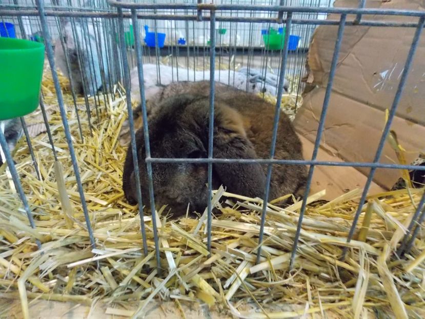  - EXPO-2020-TARA FAGARASULUI BRASOV