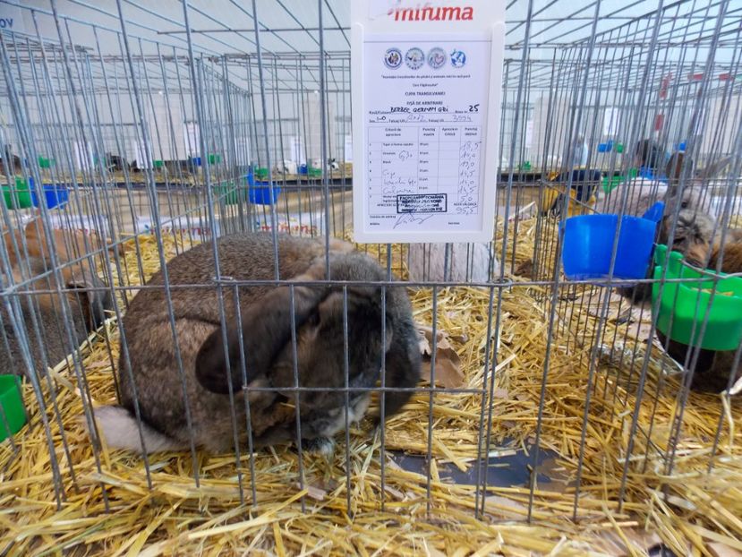  - EXPO-2020-TARA FAGARASULUI BRASOV