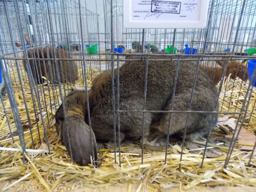  - EXPO-2020-TARA FAGARASULUI BRASOV