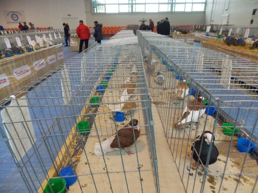  - EXPO-2020-TARA FAGARASULUI BRASOV