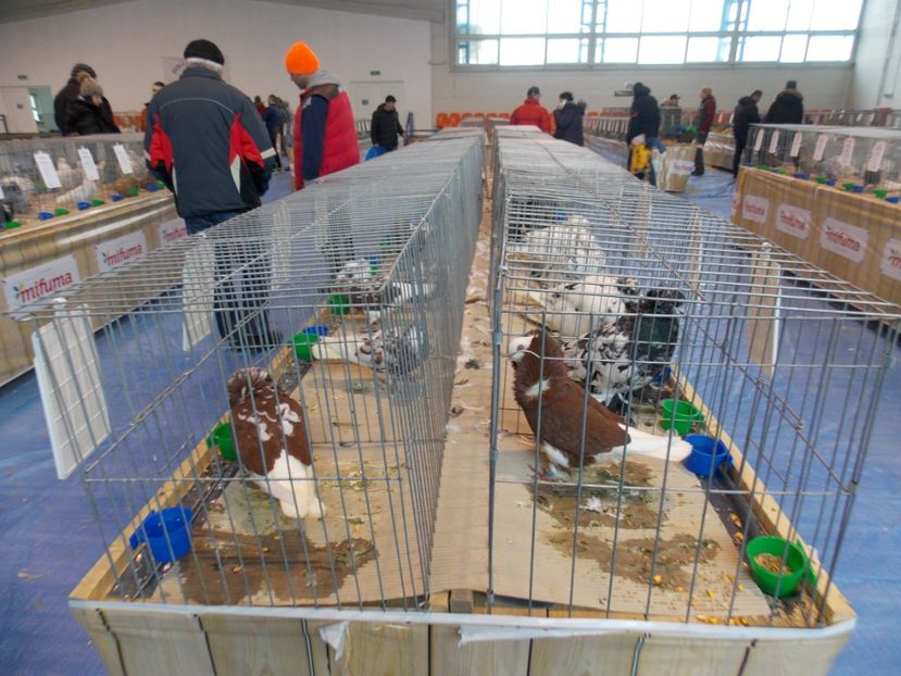  - EXPO-2020-TARA FAGARASULUI BRASOV