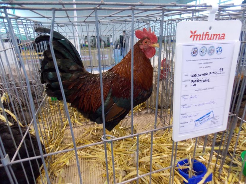  - EXPO-2020-TARA FAGARASULUI BRASOV