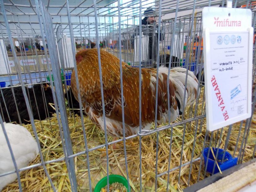  - EXPO-2020-TARA FAGARASULUI BRASOV