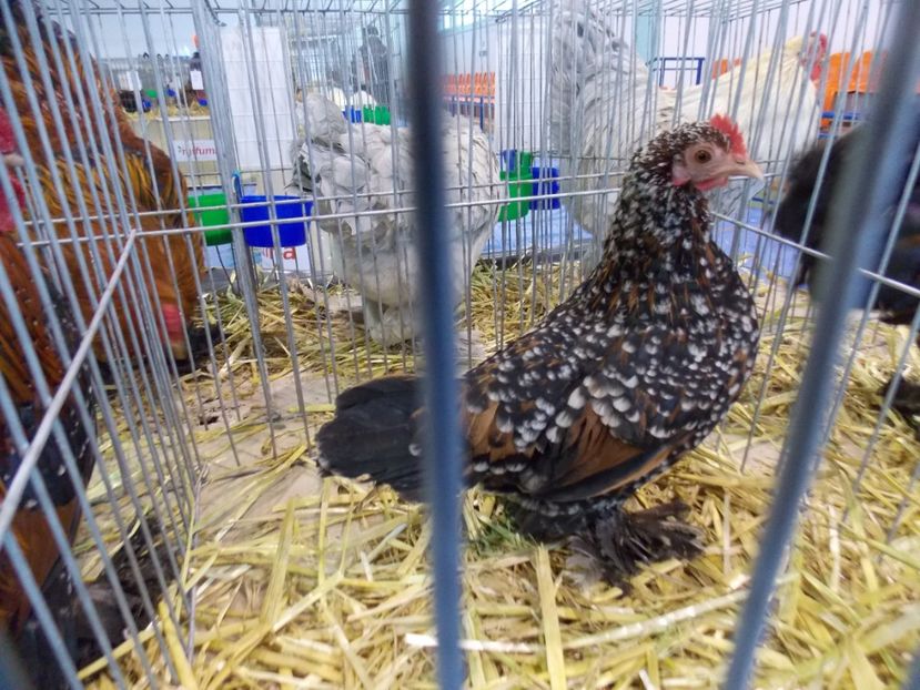  - EXPO-2020-TARA FAGARASULUI BRASOV