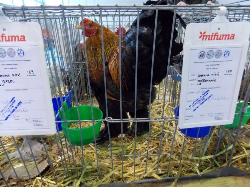  - EXPO-2020-TARA FAGARASULUI BRASOV