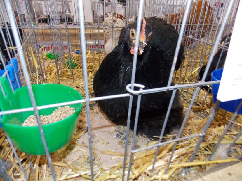  - EXPO-2020-TARA FAGARASULUI BRASOV