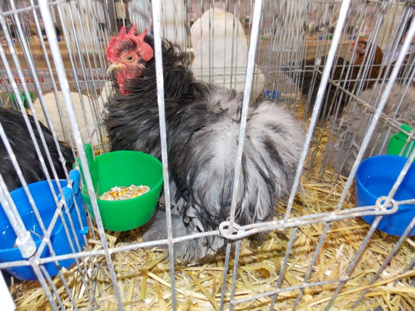  - EXPO-2020-TARA FAGARASULUI BRASOV