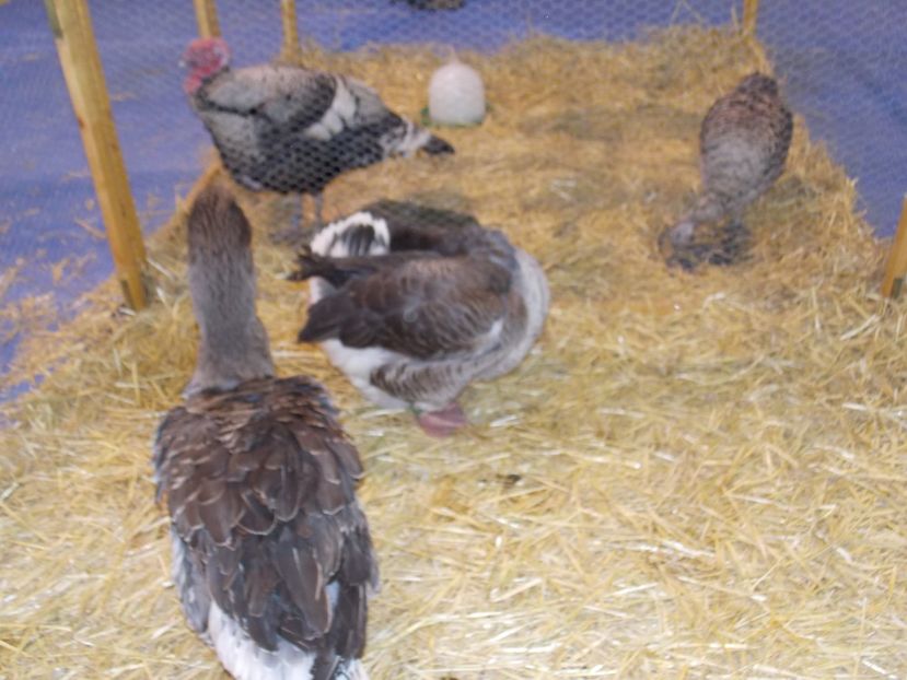  - EXPO-2020-TARA FAGARASULUI BRASOV