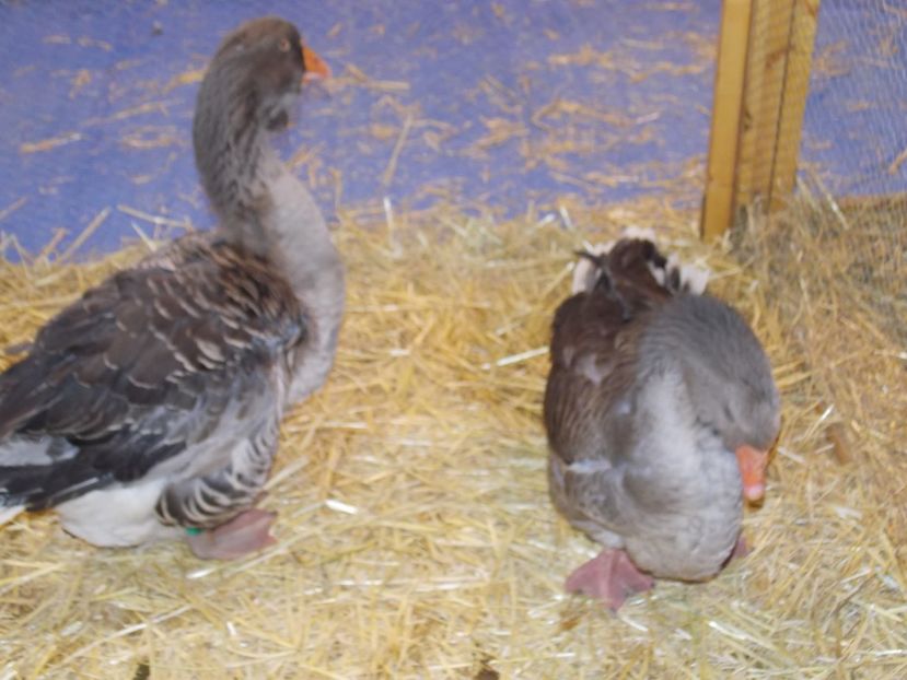  - EXPO-2020-TARA FAGARASULUI BRASOV